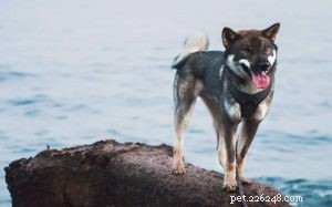 Shikoku Dog Traits: From Hunter to Loving Companion