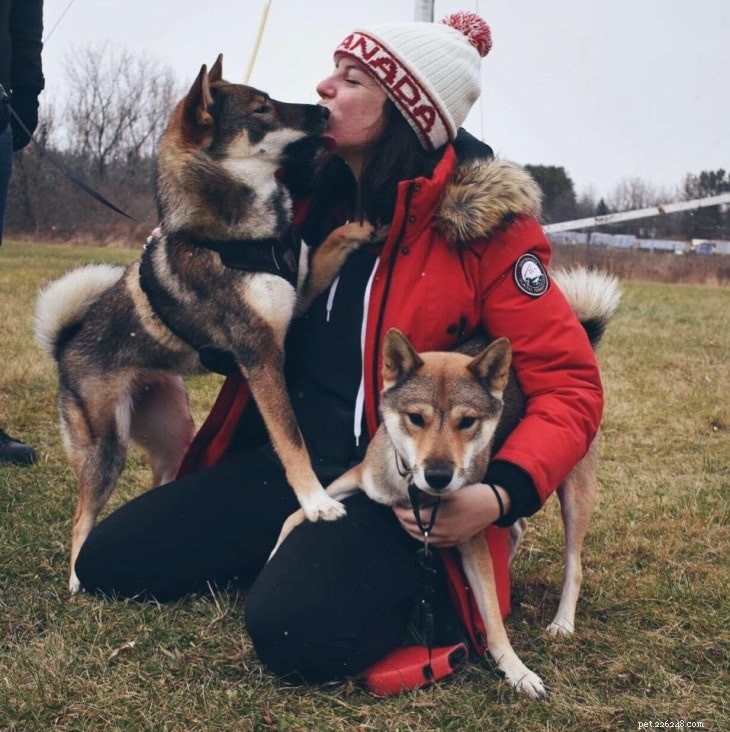 Shikoku Dog Traits: From Hunter to Loving Companion