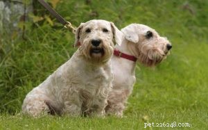 Sealyham Terrier: Behavior, Personality & Living Tips for New Owners