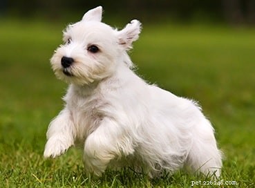 Sealyham Terrier: Behavior, Personality & Living Tips for New Owners