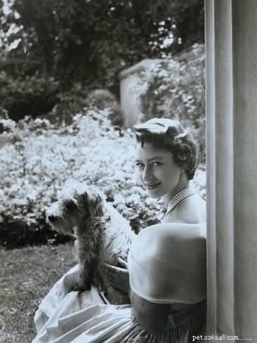 Sealyham Terrier: Behavior, Personality & Living Tips for New Owners