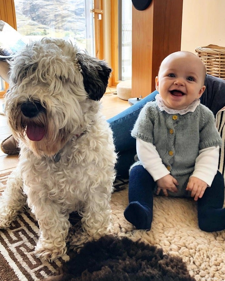 Sealyham Terrier: Behavior, Personality & Living Tips for New Owners