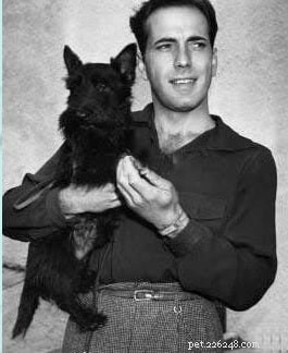 Scottish Terrier Behavior: Characteristics, Care & Living Tips