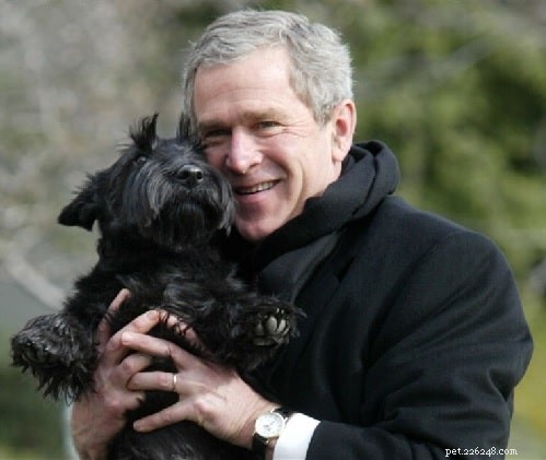 Scottish Terrier Behavior: Characteristics, Care & Living Tips