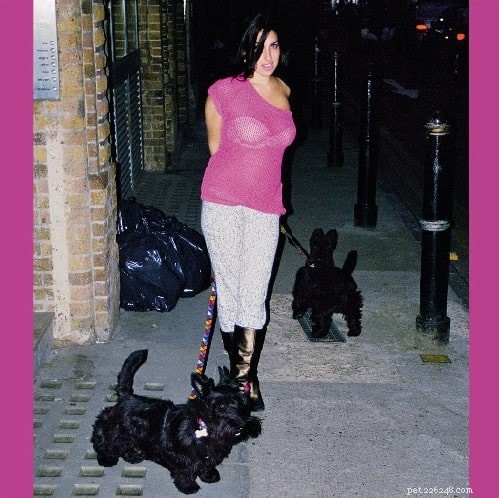 Scottish Terrier Behavior: Characteristics, Care & Living Tips