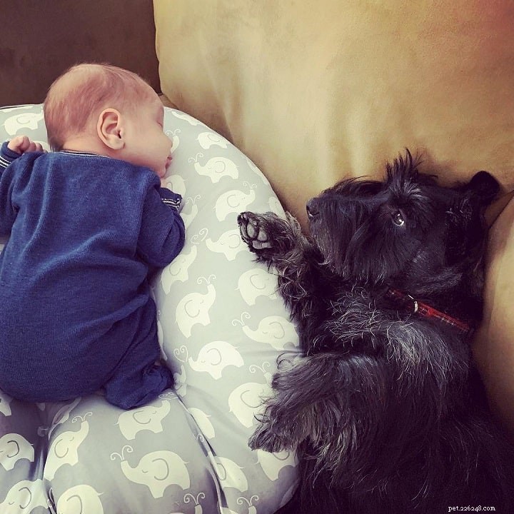Scottish Terrier Behavior: Characteristics, Care & Living Tips