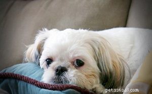 Shih Tzu Behavior: What to Know About the Loyal, Affectionate Companion