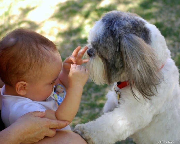 Shih Tzu Behavior: What to Know About the Loyal, Affectionate Companion