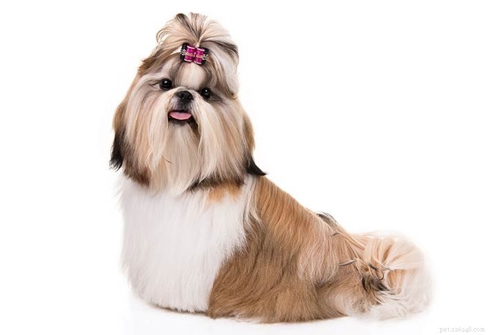 Shih Tzu Behavior: What to Know About the Loyal, Affectionate Companion
