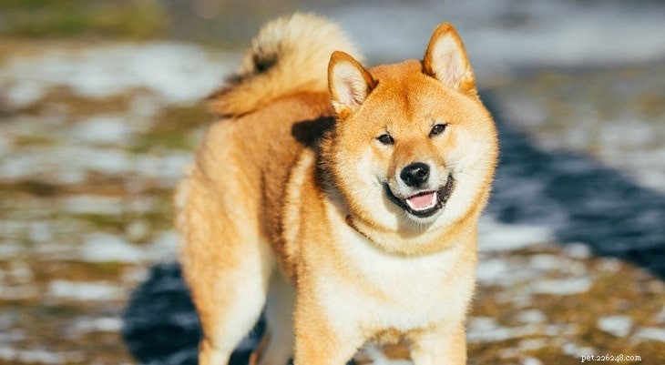 Understanding Shiba Inu Behavior: Traits, Temperament & Care