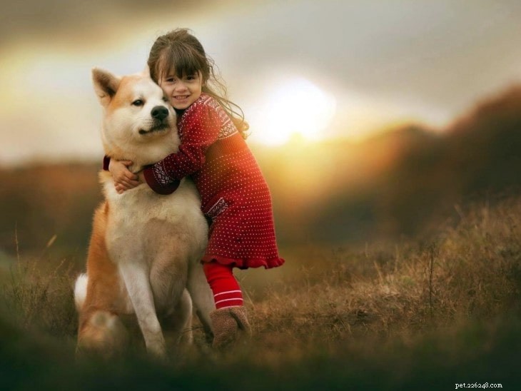 Understanding Shiba Inu Behavior: Traits, Temperament & Care
