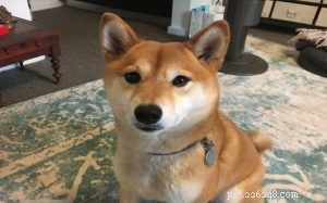 Understanding Shiba Inu Behavior: Traits, Temperament & Care