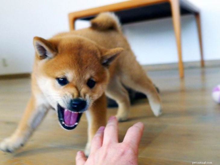 Understanding Shiba Inu Behavior: Traits, Temperament & Care