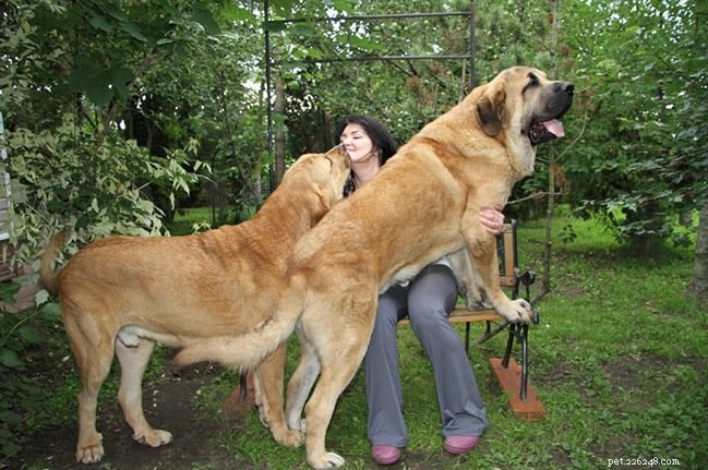 Spanish Mastiff: Protective Guardian, Family Companion & Size Guide