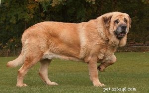 Spanish Mastiff: Protective Guardian, Family Companion & Size Guide