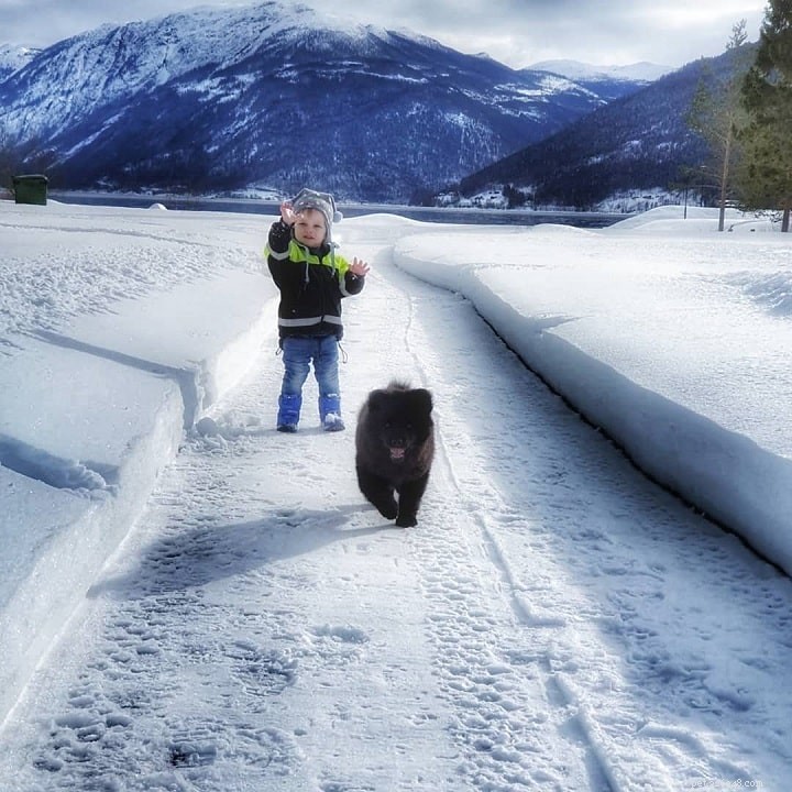 Swedish Lapphund: Temperament, Training, and Family Life