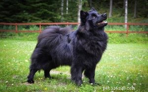 Swedish Lapphund: Temperament, Training, and Family Life
