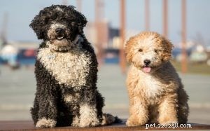 Spanish Water Dog: Traits, Training, and Lifestyle Compatibility