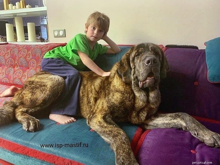 Spanish Mastiff: Protective Guardian, Family Companion & Size Guide