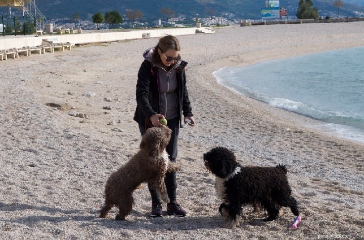 Spanish Water Dog: Traits, Training, and Lifestyle Compatibility