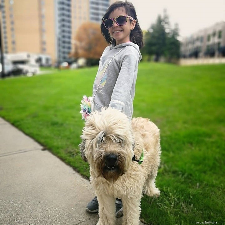 Understanding Soft-Coated Wheaten Terrier Behavior: Traits, Training, and Care