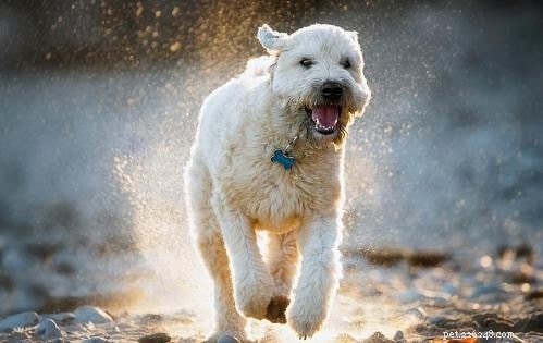 Understanding Soft-Coated Wheaten Terrier Behavior: Traits, Training, and Care