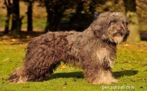 Portuguese Sheepdog: Traits, Temperament, and Care Guide