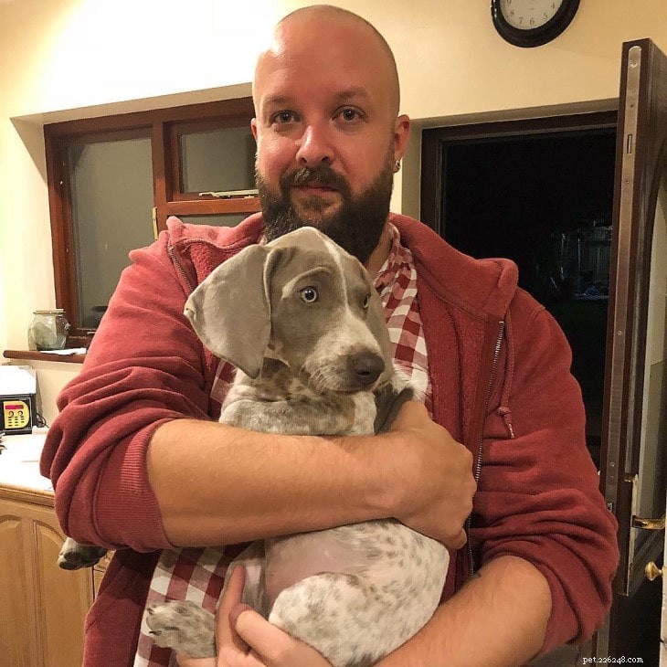Slovakian Wirehaired Pointer: Traits, Training, and Lifestyle Needs