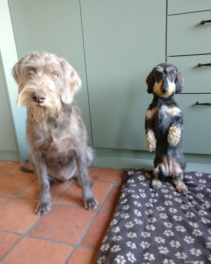 Slovakian Wirehaired Pointer: Traits, Training, and Lifestyle Needs