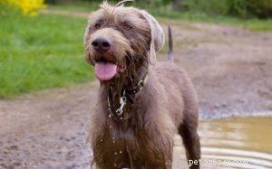 Slovakian Wirehaired Pointer: Traits, Training, and Lifestyle Needs