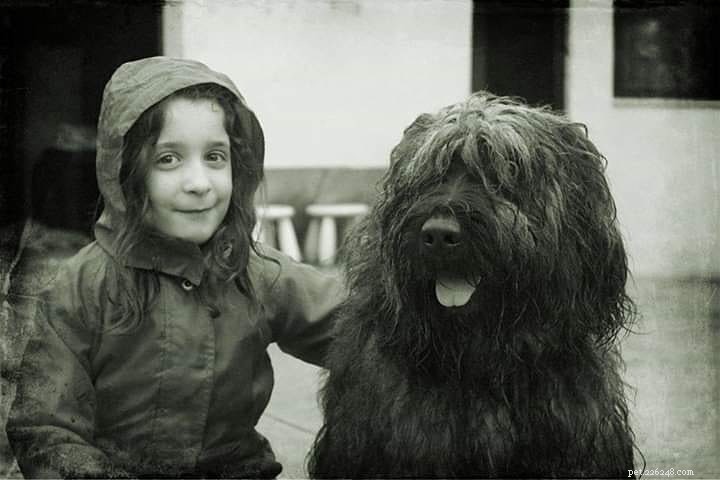 Portuguese Sheepdog: Traits, Temperament, and Care Guide