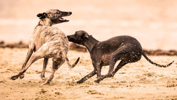 Understanding Sloughi Behavior: Traits, Training, and Family Compatibility