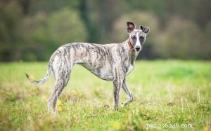 Understanding Sloughi Behavior: Traits, Training, and Family Compatibility