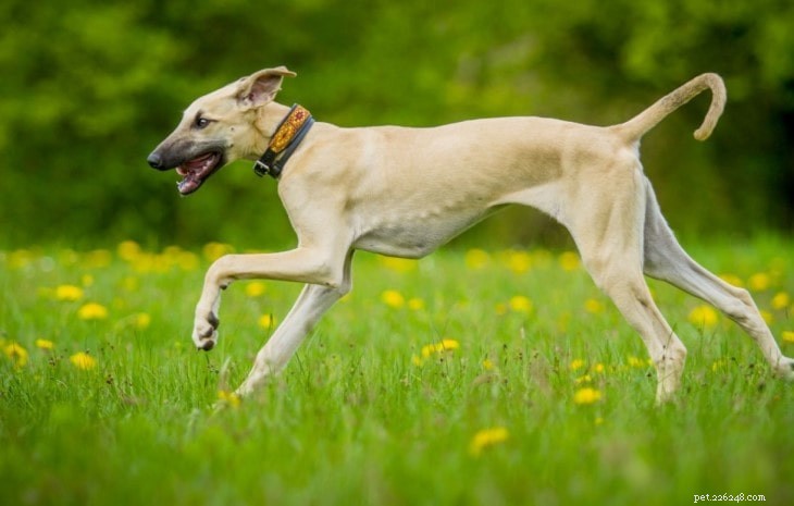 Understanding Sloughi Behavior: Traits, Training, and Family Compatibility