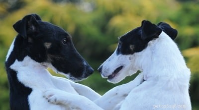 Smooth Fox Terrier: Behavior, Training, and Care
