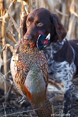 Small Münsterlander: Versatile Hunting Dog & Loyal Family Companion