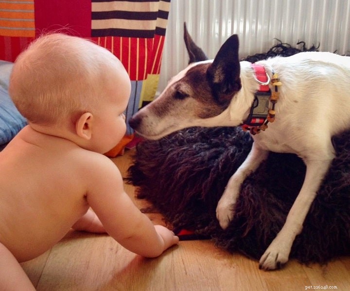 Smooth Fox Terrier: Behavior, Training, and Care