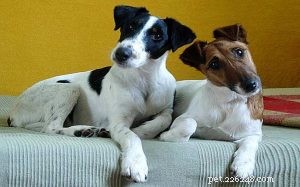 Smooth Fox Terrier: Behavior, Training, and Care