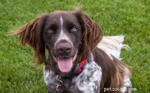 Small Münsterlander: Versatile Hunting Dog & Loyal Family Companion