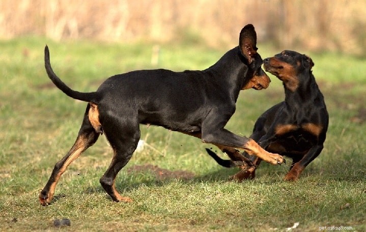 Slovensky Kopov: Slovakia’s Loyal Hunting Dog