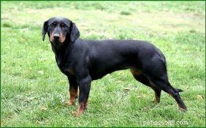 Slovensky Kopov: Slovakia’s Loyal Hunting Dog