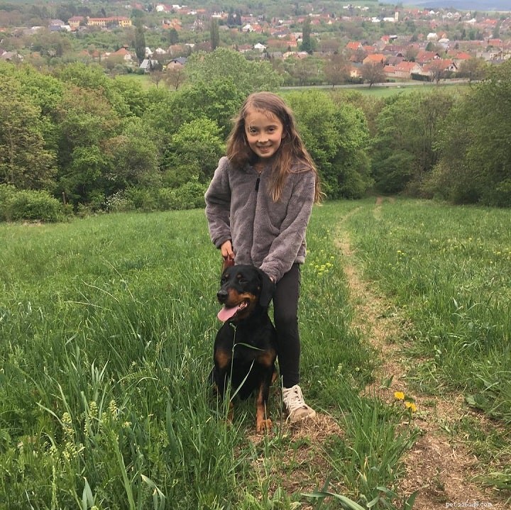Slovensky Kopov: Slovakia’s Loyal Hunting Dog