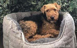 Welsh Terrier Personality & Behavior Guide