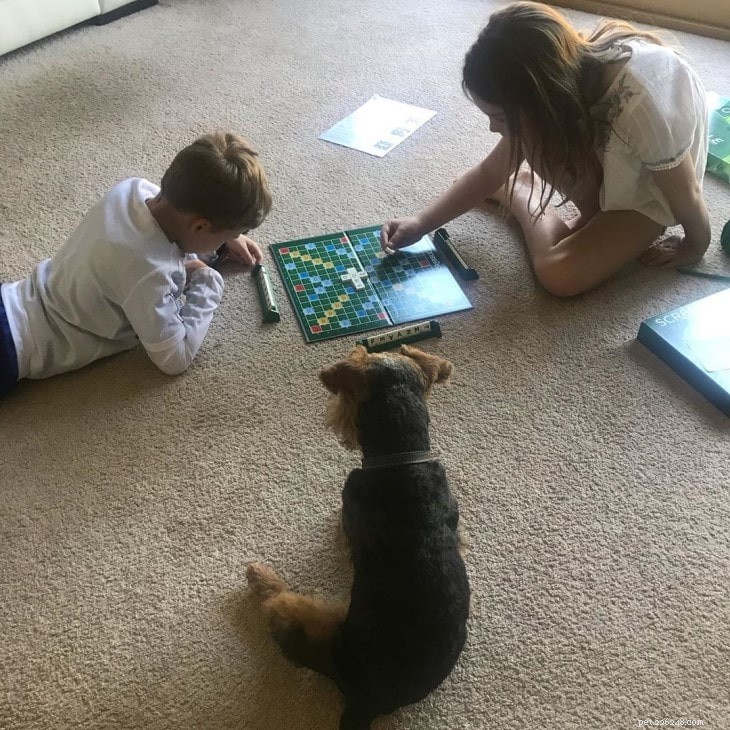 Welsh Terrier Personality & Behavior Guide