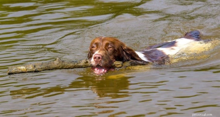 Understanding the Welsh Springer Spaniel: Personality, Temperament, and Care