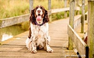 Understanding the Welsh Springer Spaniel: Personality, Temperament, and Care