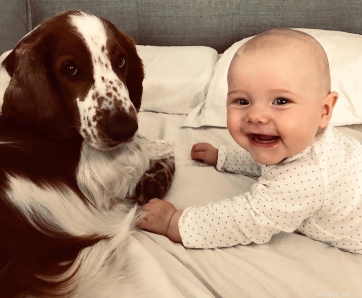 Understanding the Welsh Springer Spaniel: Personality, Temperament, and Care