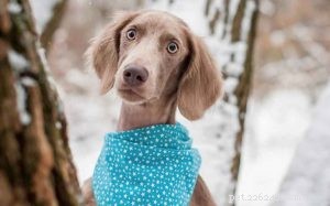Weimaraner Behavior: Training & Lifestyle Tips for a Loyal, Energetic Companion