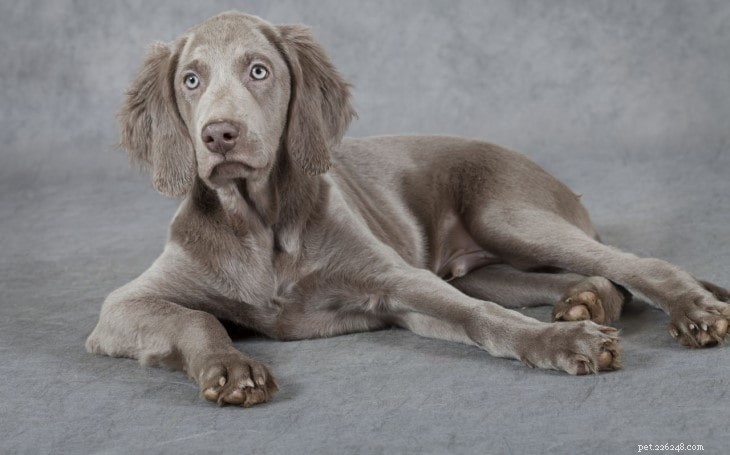 Weimaraner Behavior: Training & Lifestyle Tips for a Loyal, Energetic Companion
