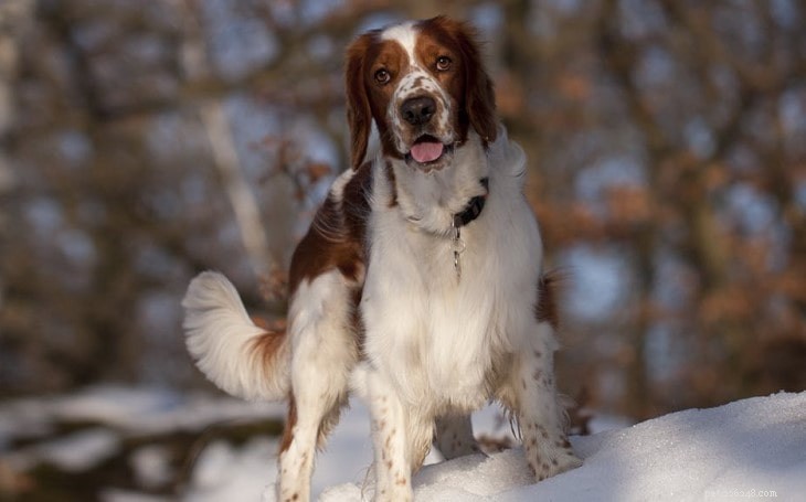 Understanding the Welsh Springer Spaniel: Personality, Temperament, and Care